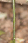 Southern spicebush <BR>Pondberry